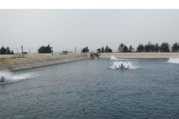 鱼苗养殖方法和技术考核,鱼苗饲养手法