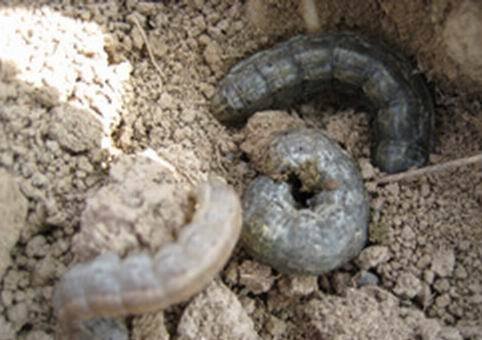 敌百虫在土壤表面能防治地老虎吗,4.5%高效氯氰菊酯防治地老虎
