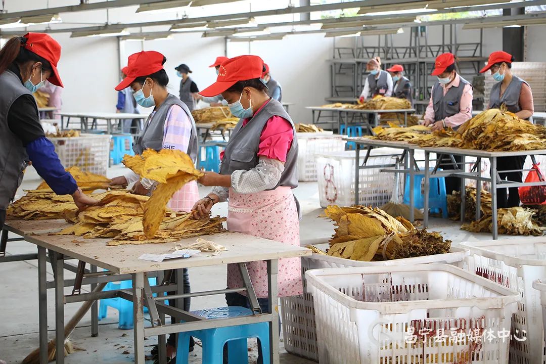 太平庄镇烤烟获丰收烟农赶烤忙 (今年烤烟开秤收购价)