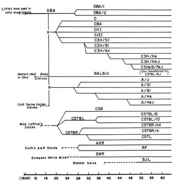 小白鼠跟人一样大,小白鼠为什么是白的