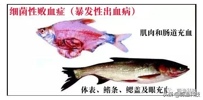 重中之重的8、9月长鱼旺季，淡水鱼细菌性败血症的防治技术