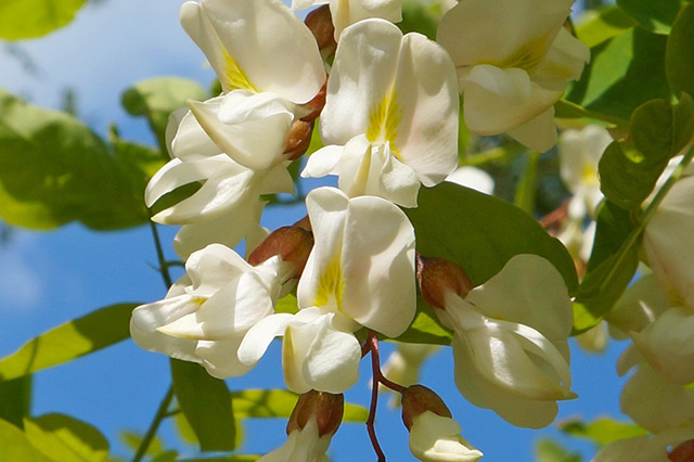 沈阳十大赏花好去处沈阳看花的景点推荐沈阳最美花海在哪里