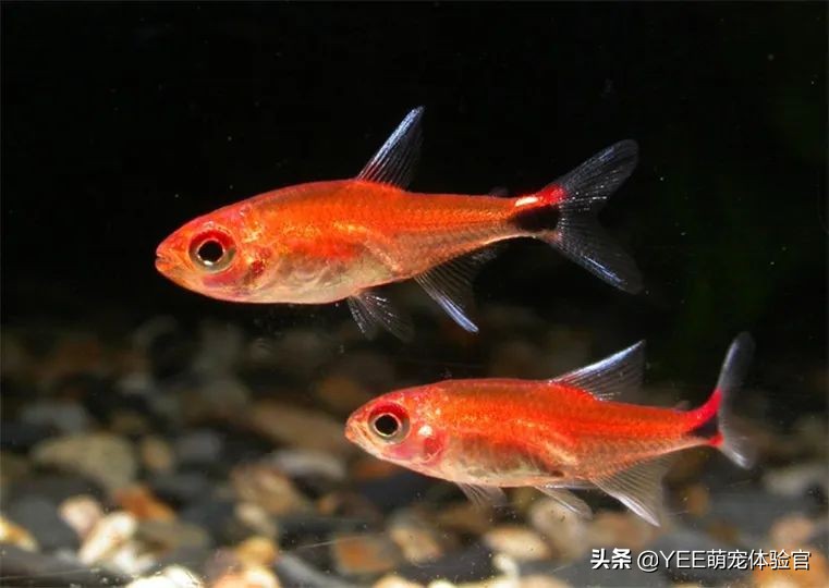 2cm级迷你灯鱼，好品相挤不进热门榜