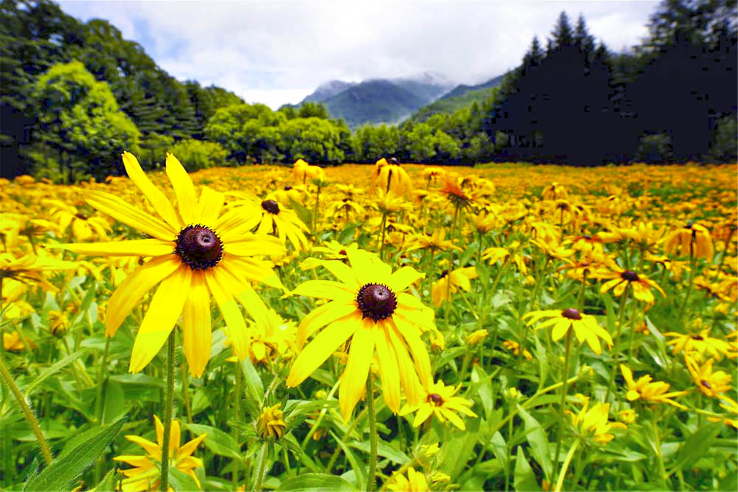 野菊花漫山遍野都是金黄色,黄金菊哪个地方最正宗