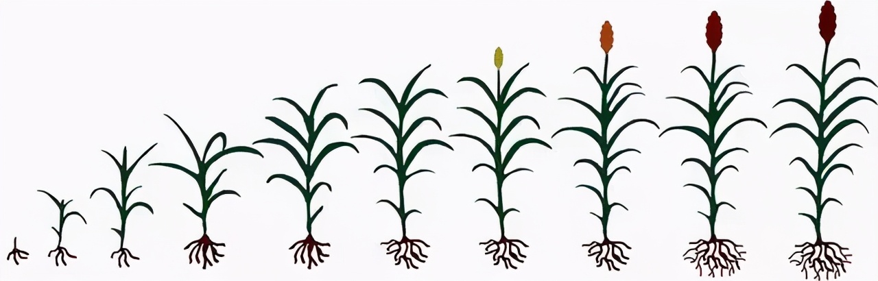 高粱全世界都有吗,高粱为何如今在中国很少见了