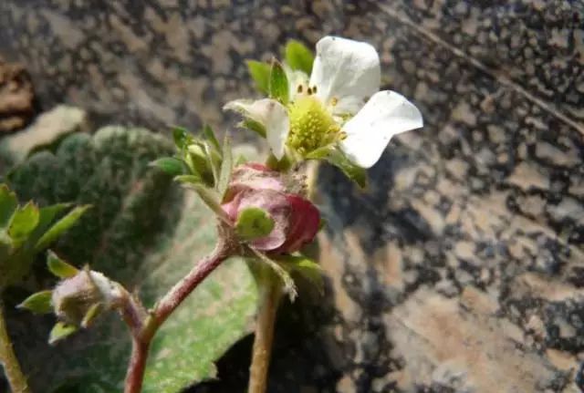 草莓叶片上一层白霉，低温寡照发生多，农民如何防治？