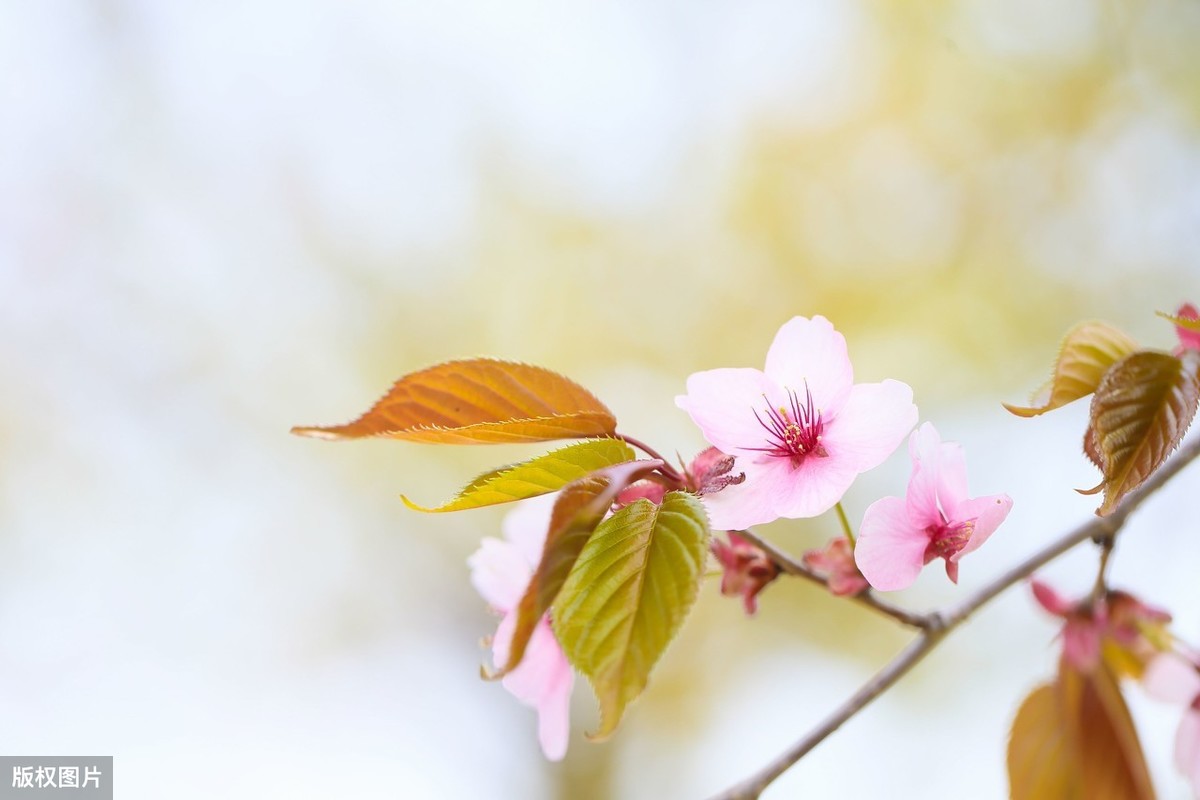 恒指期货傻瓜式操作,恒指期货好做么