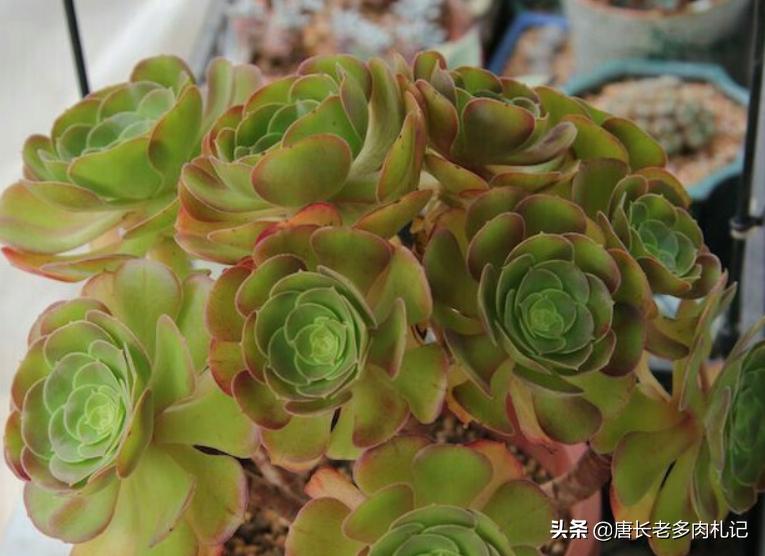 多肉荷兰、黄金和柠檬三种韶羞有啥不同？其实大舅二舅都是他舅舅