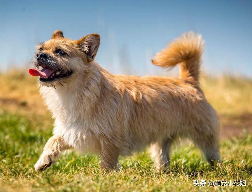 被遗弃的小狗狗守在家门口,流浪狗被遗弃工地