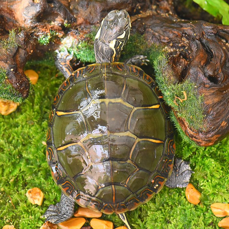 绿色的锦龟,艳丽的龟