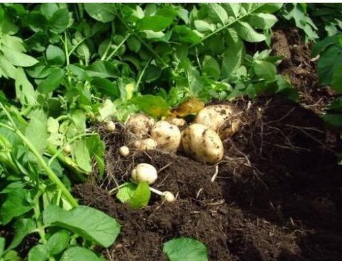 老年人吃土豆能治便秘吗,土豆预防中风口诀