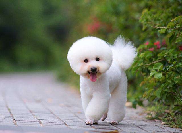 比熊犬必备技能,比熊犬的优点和缺点有哪些表现