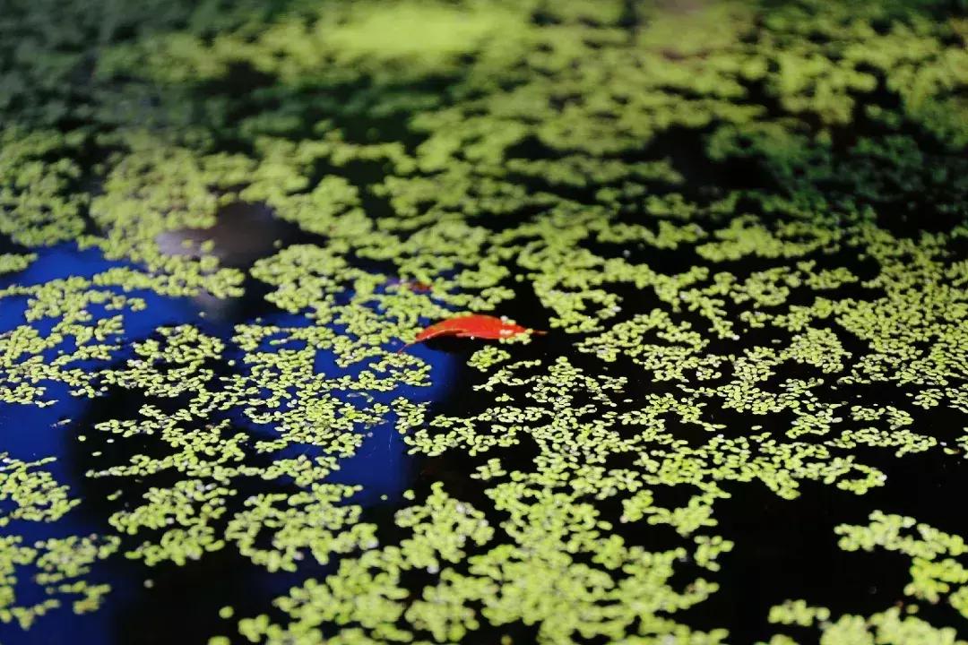 江西省南康中学校歌歌词,大余南安中学校歌