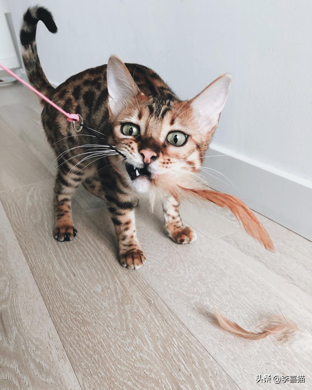 铲屎官收拾屋子,铲屎官最应该给猫咪的5种东西