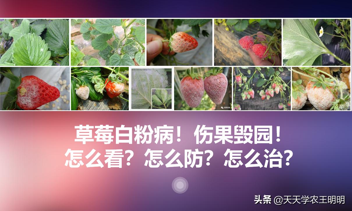 草莓白粉如何防治,草莓白粉怎么去除