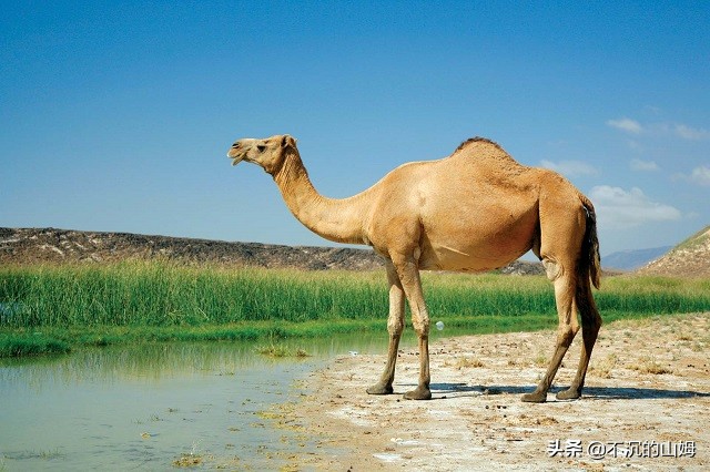 所有国家的熊猫都是中国的吗,有很多国家都有中国的熊猫英文