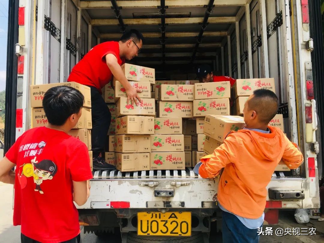 大冰雹过后农民手捧樱桃哭泣,冰雹果农哭了