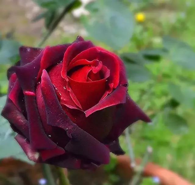 每天学习一点点花卉,100种常见玫瑰品种