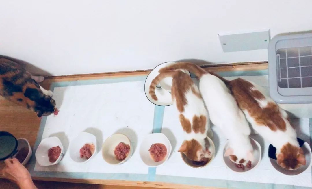 德国进口猫咪罐头,德国小李子猫咪主食罐头测评