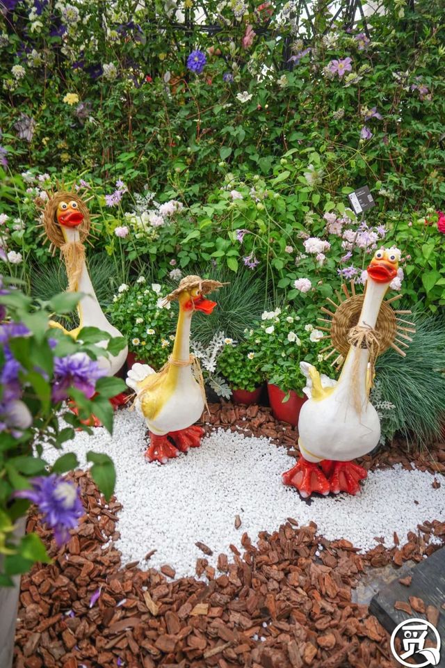 深圳史上最大最美的花展来啦,走进深圳仙湖植物园的国际花展