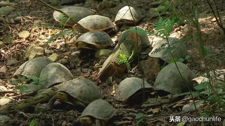 黄缘龟新手指南,怎么挑选黄缘龟