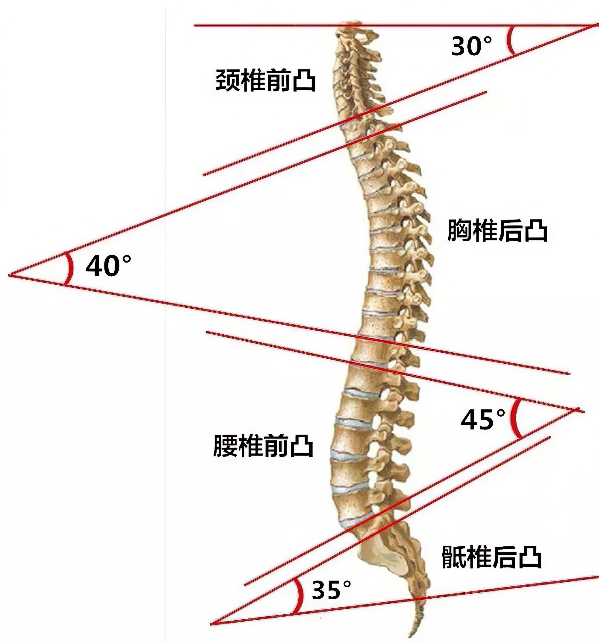 调整坐的姿势改善驼背,调整坐姿走姿让腿越来越直