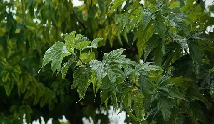 两种中药彻底治好了心脑血管疾病,心血管淤堵艾灸哪些穴位