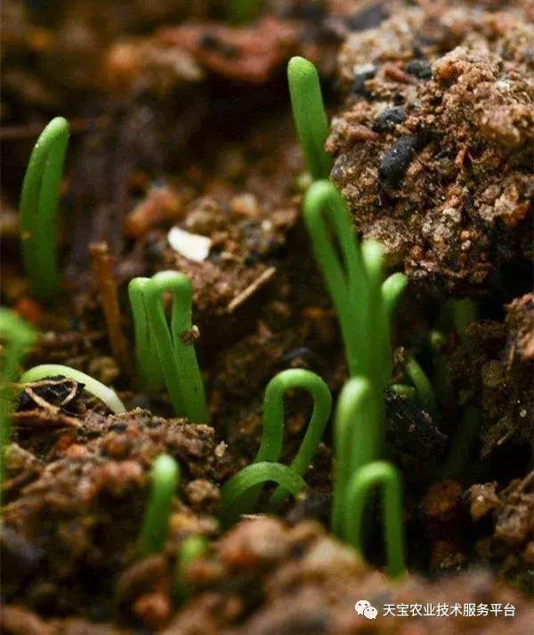 怎么识别种子,陈种子的鉴别方法视频