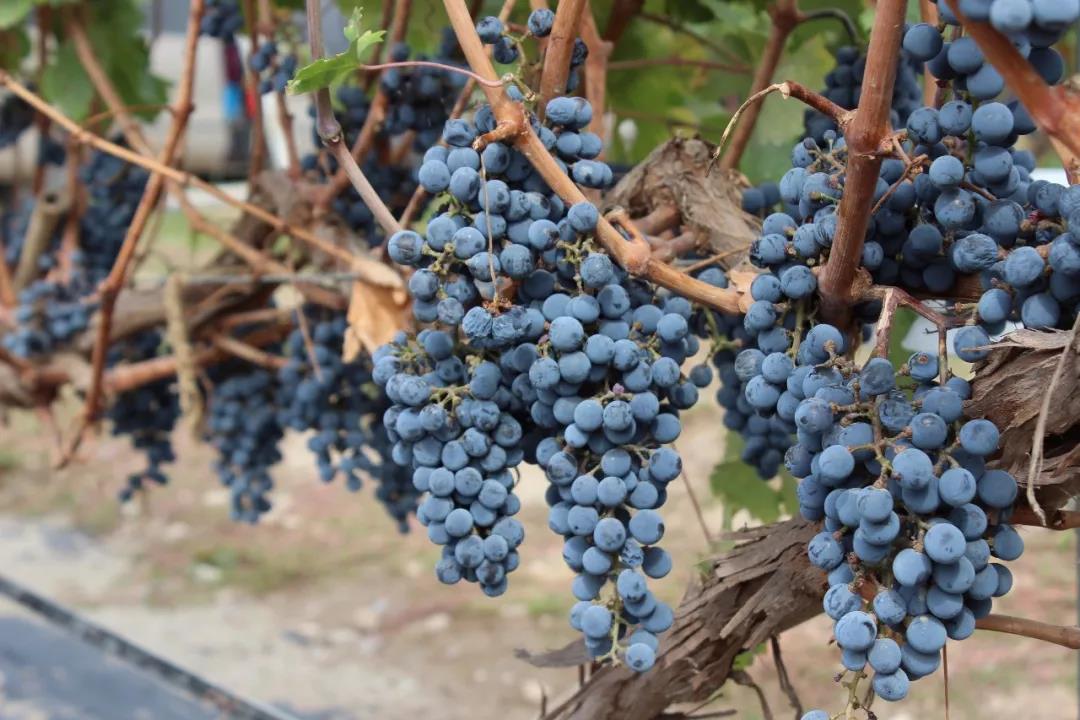 朱卫东葡萄酒教学视频,朱卫东葡萄酒的仪式感