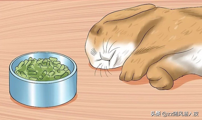 怎么照顾怀孕的兔子,如何照顾怀孕的兔子