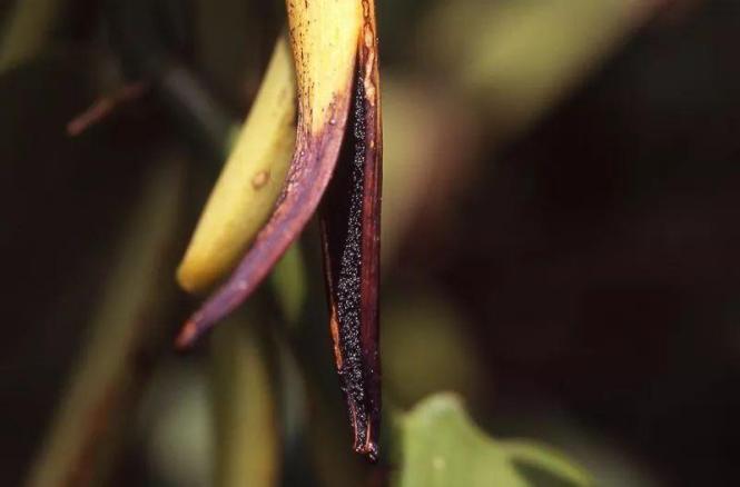 香草荚豆荚,香草荚顶级