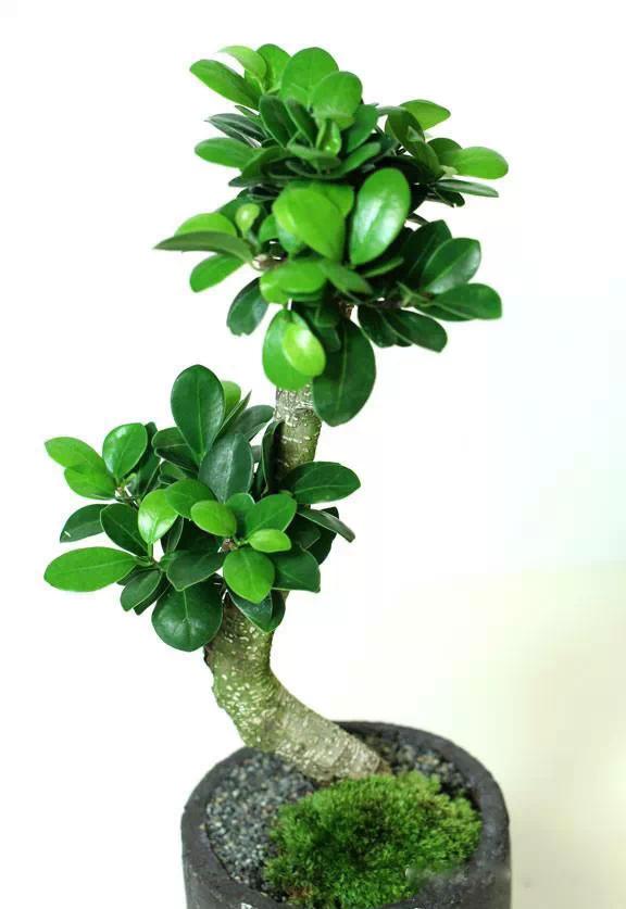 送给喜欢种花的人什么礼物,想养花却把花养死