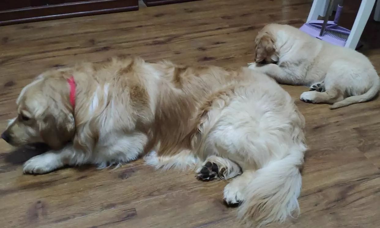 主人怀孕狗狗注意事项,孕犬产前注意事项