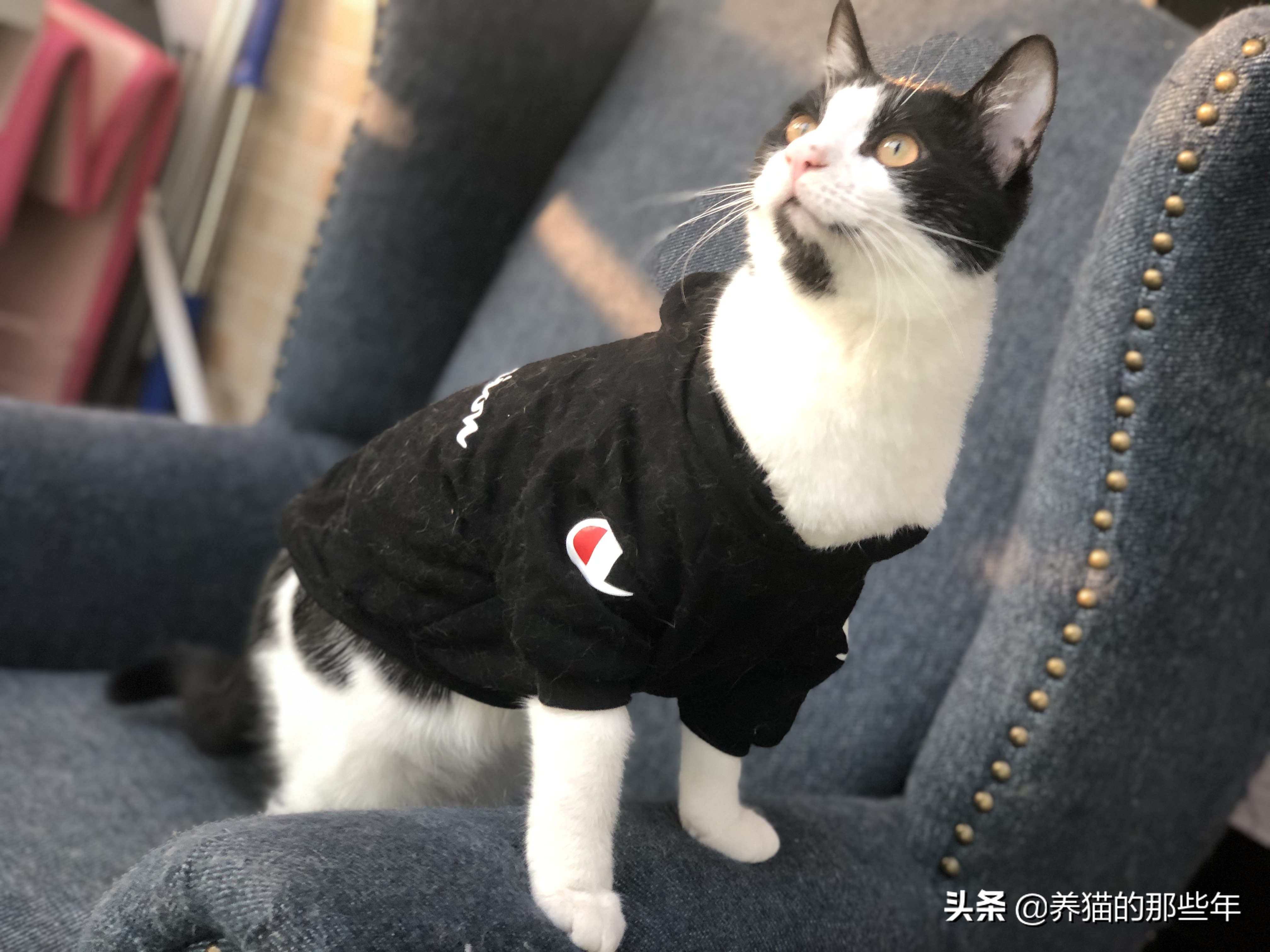 领养的布偶猫刚到家为什么怕人,流浪猫领养后怕人