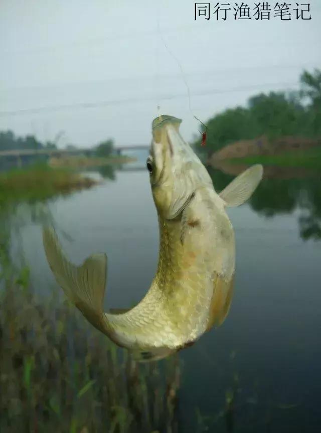 钓鱼记录2019,最新的钓鱼日记