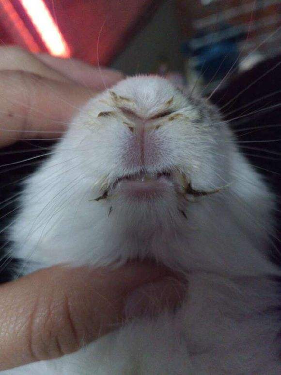 兔中耳炎能自愈吗,兔中耳炎的症状与治疗