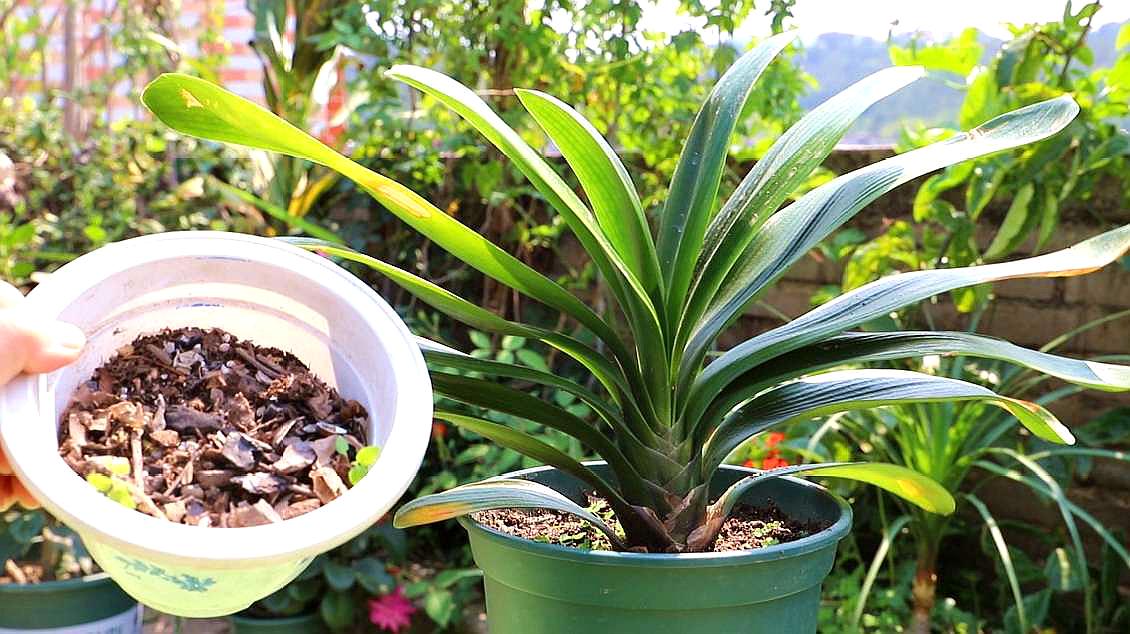 李大姐养君子兰，年年开大花，有吉祥好兆头，原来是她做对5件事