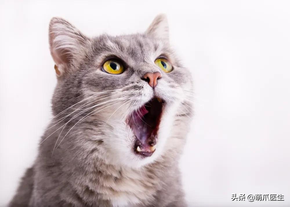 猫在被子里憋死,猫在体内就憋死了