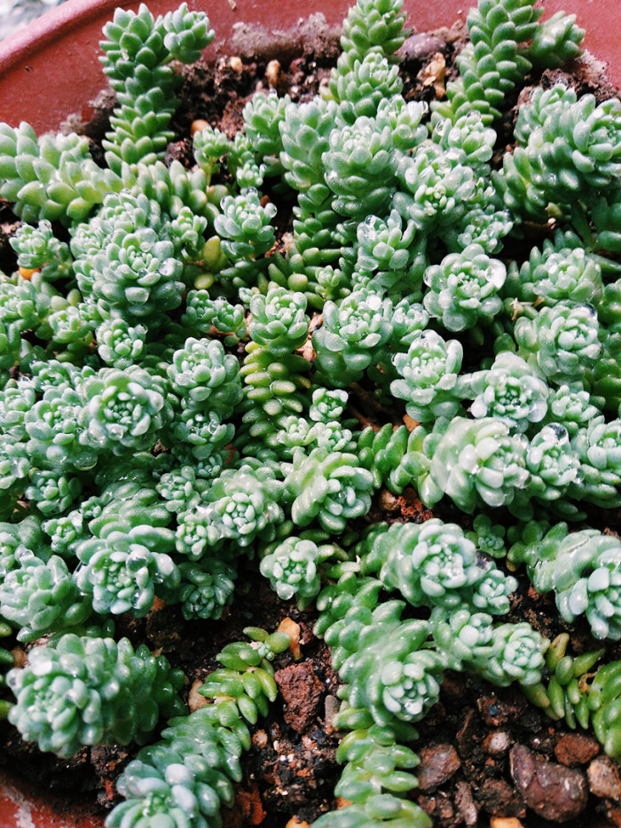 姬星美人的养殖方法和注意事项,姬星美人怎么养视频