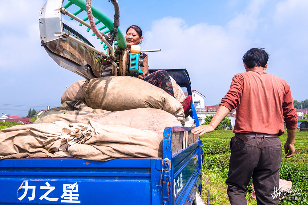 景德镇浮梁茶是什么茶,景德镇除了陶瓷还有什么比较出名