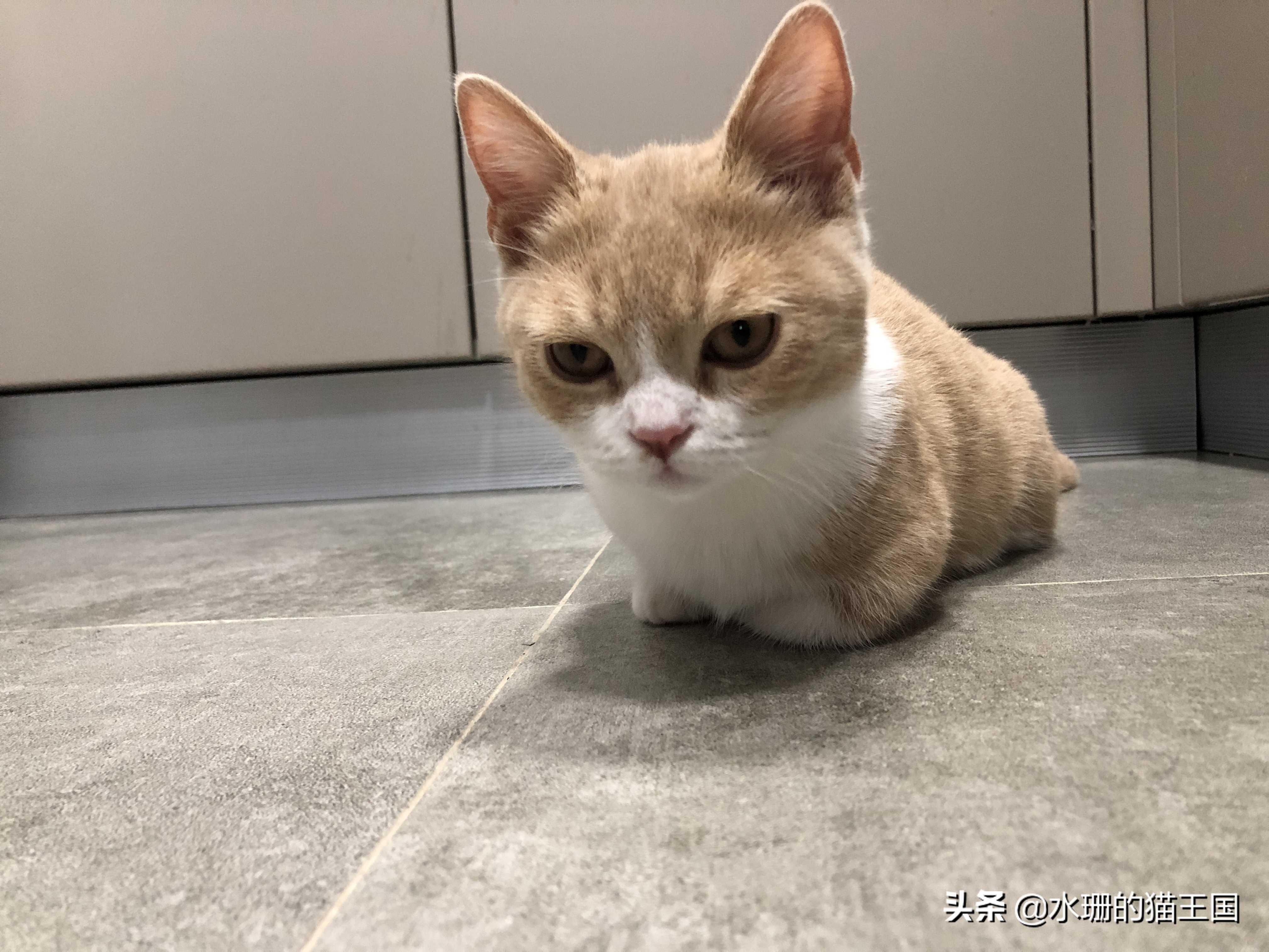 猫腿没骨折没脱臼但是瘸了,猫没骨折但是瘸了