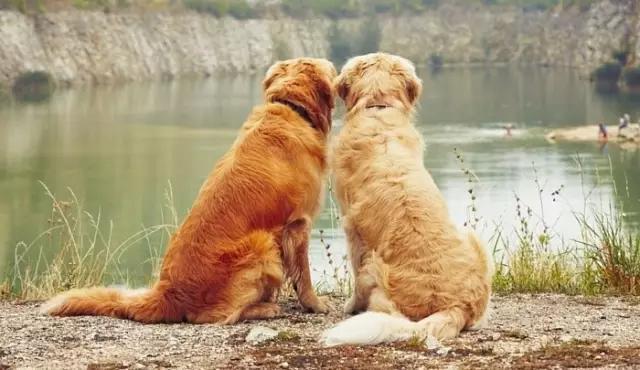 狗狗第一次来月经怎么办,狗狗初次来月经要怎么护理