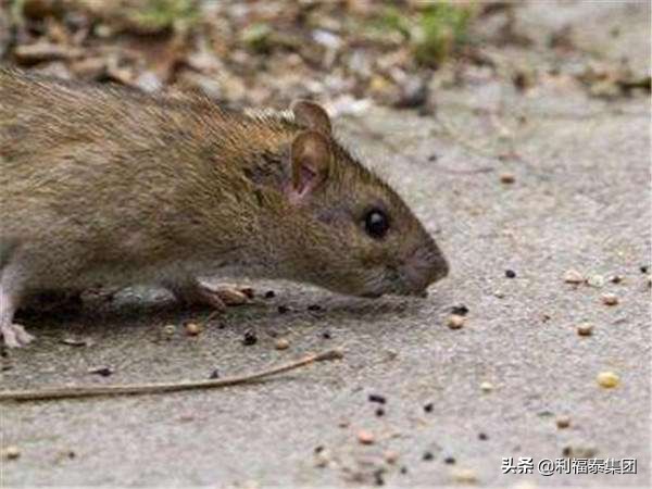 消杀公司灭跳蚤立即见效,灭蟑螂消杀公司能灭干净吗