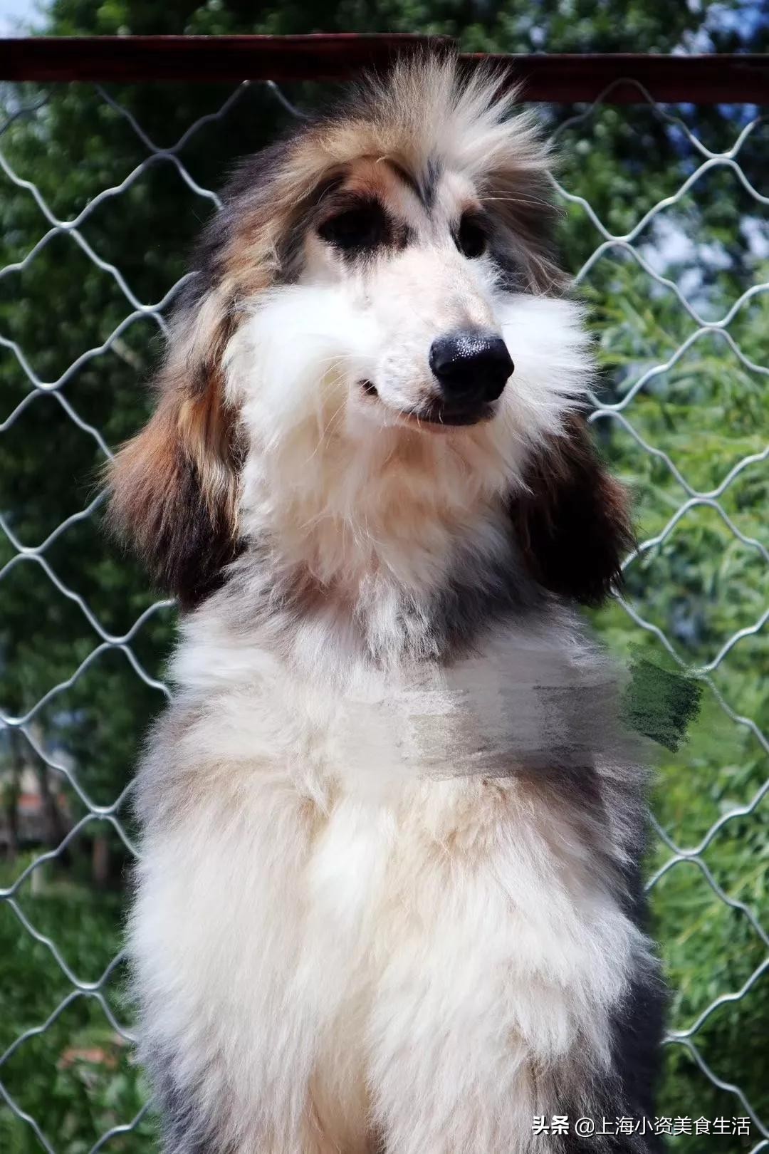 魔都哈士奇体验馆宠物咖啡,魔都哈士奇咖啡馆