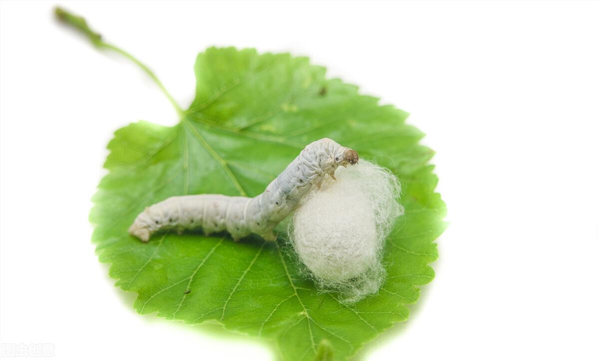 蚕怎么生活的,蚕一生都是不停的吃吗