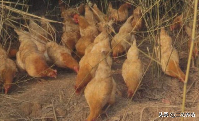 鸡的常见病有哪些怎么用药,鸡的常见病与治疗方法