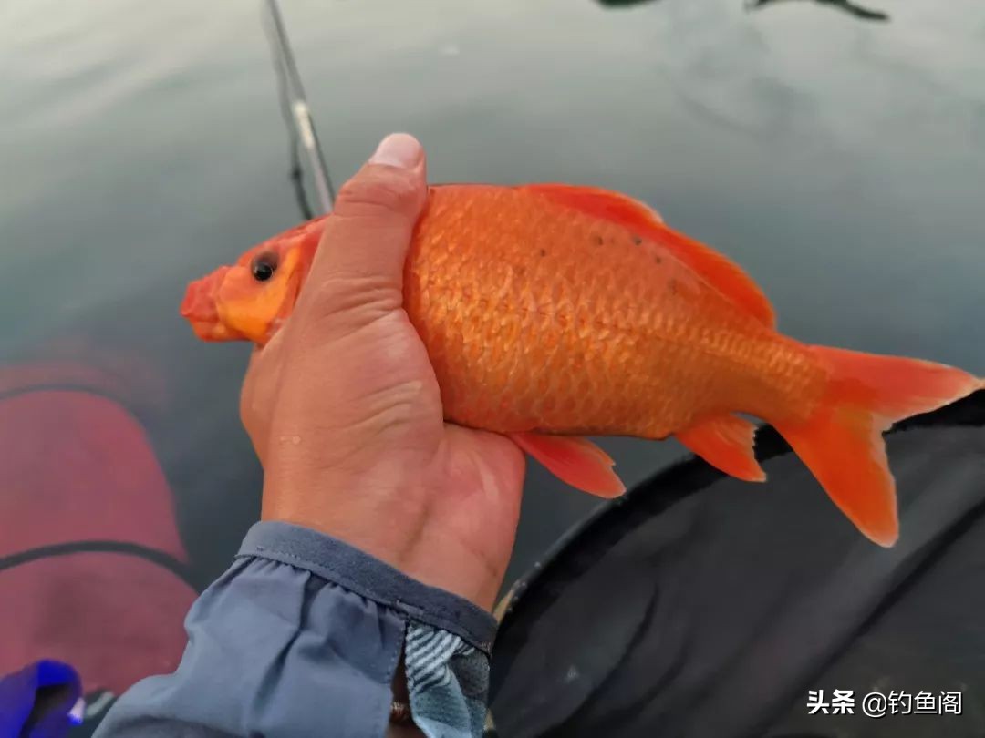 大风大浪怎么钓鱼钓浅水还是深水,有水浪用什么方法钓鱼