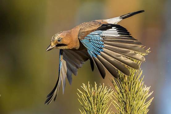 看鸟类视频,各种鸟类过冬姿态