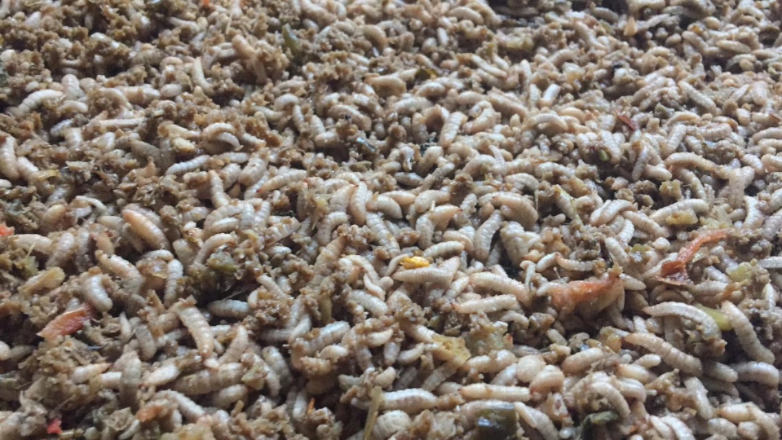 中药里的营养虫,中药营养鸡