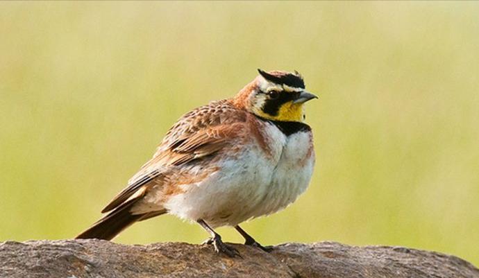 广东常见鸟类图谱和名称图文,东江揽胜鸟类
